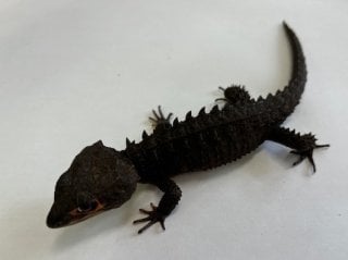 カブトトカゲ 