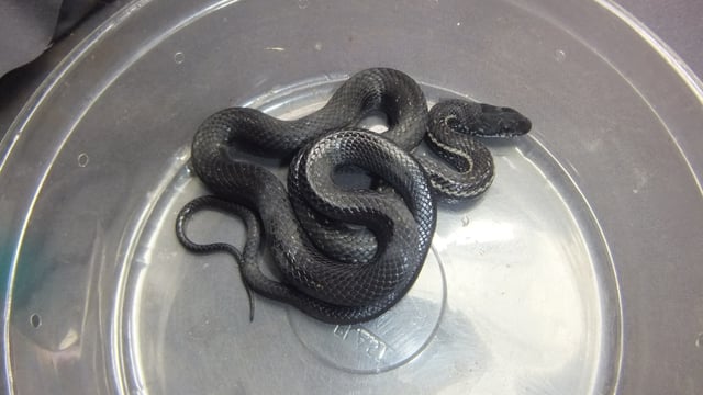 シマヘビ