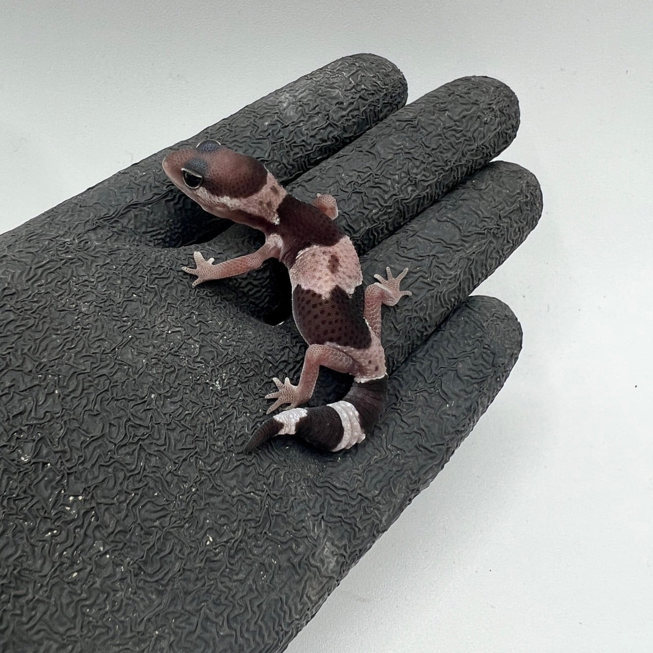 ニシアフリカトカゲモドキ オレオhetパターンレス