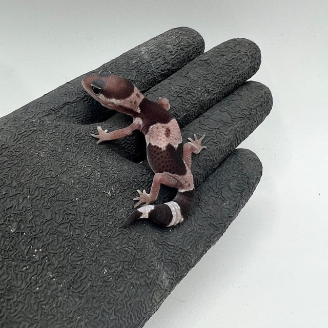 オレオhetパターンレス