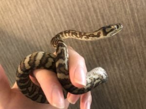 セントラル×ジャングル