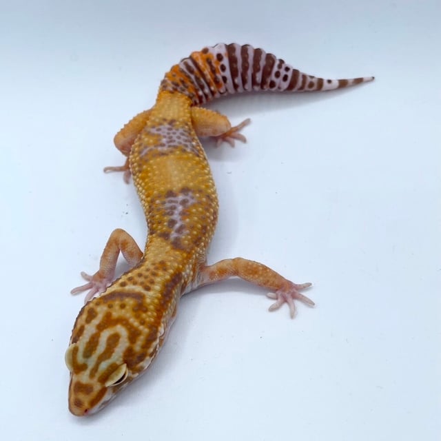 タンジェロ