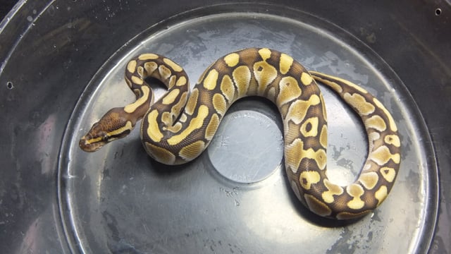 バター