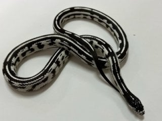 カリフォルニアキングスネーク アベラント