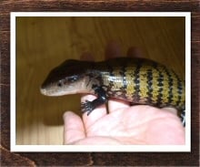 アオジタトカゲ 
