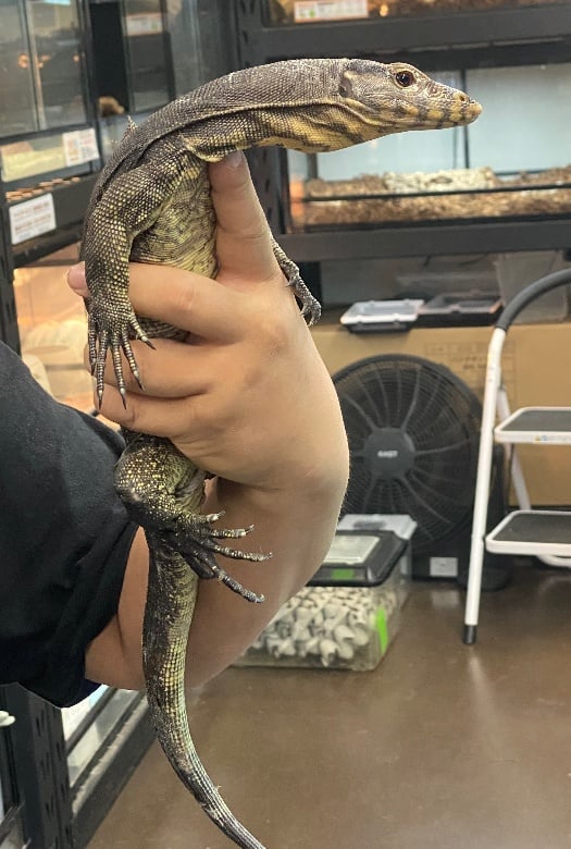 ウォーターモニター 