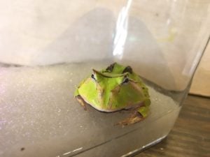 ツノガエル グリーン