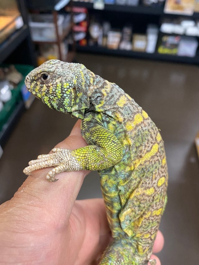 アガマ