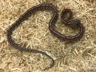テッセラ