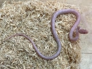 ブリザード