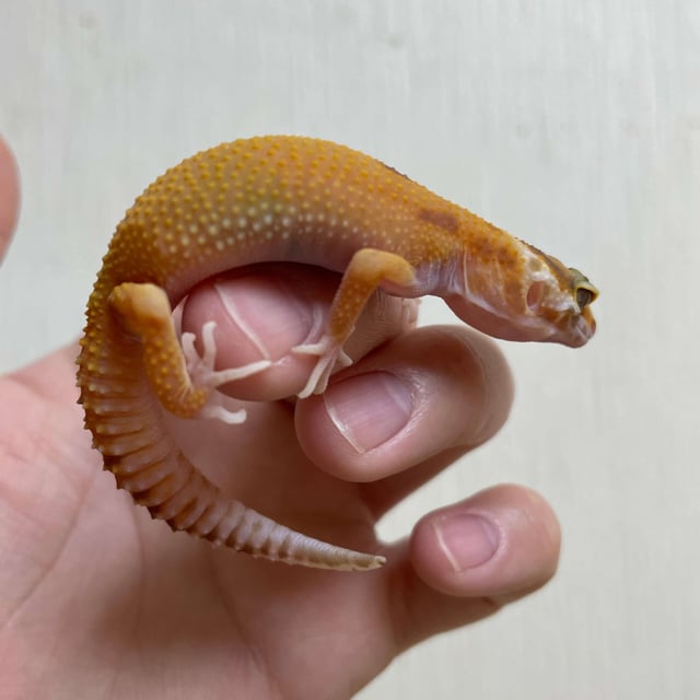 タンジェリントレンパー