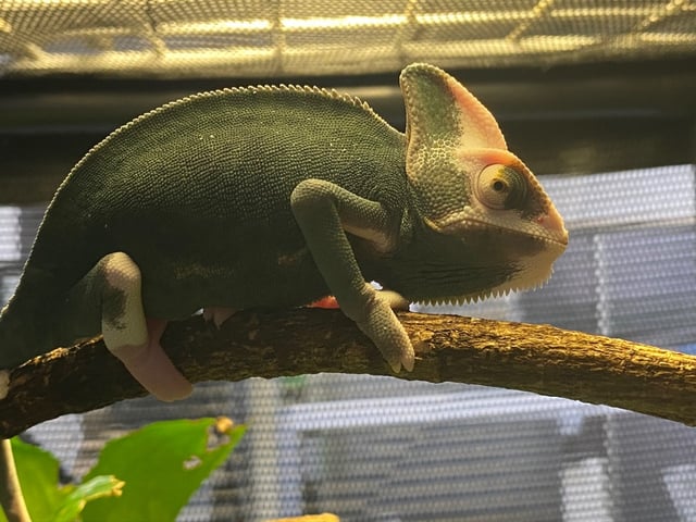 パイド
