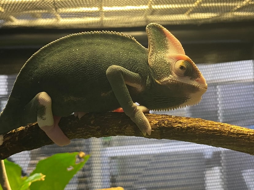 パイド