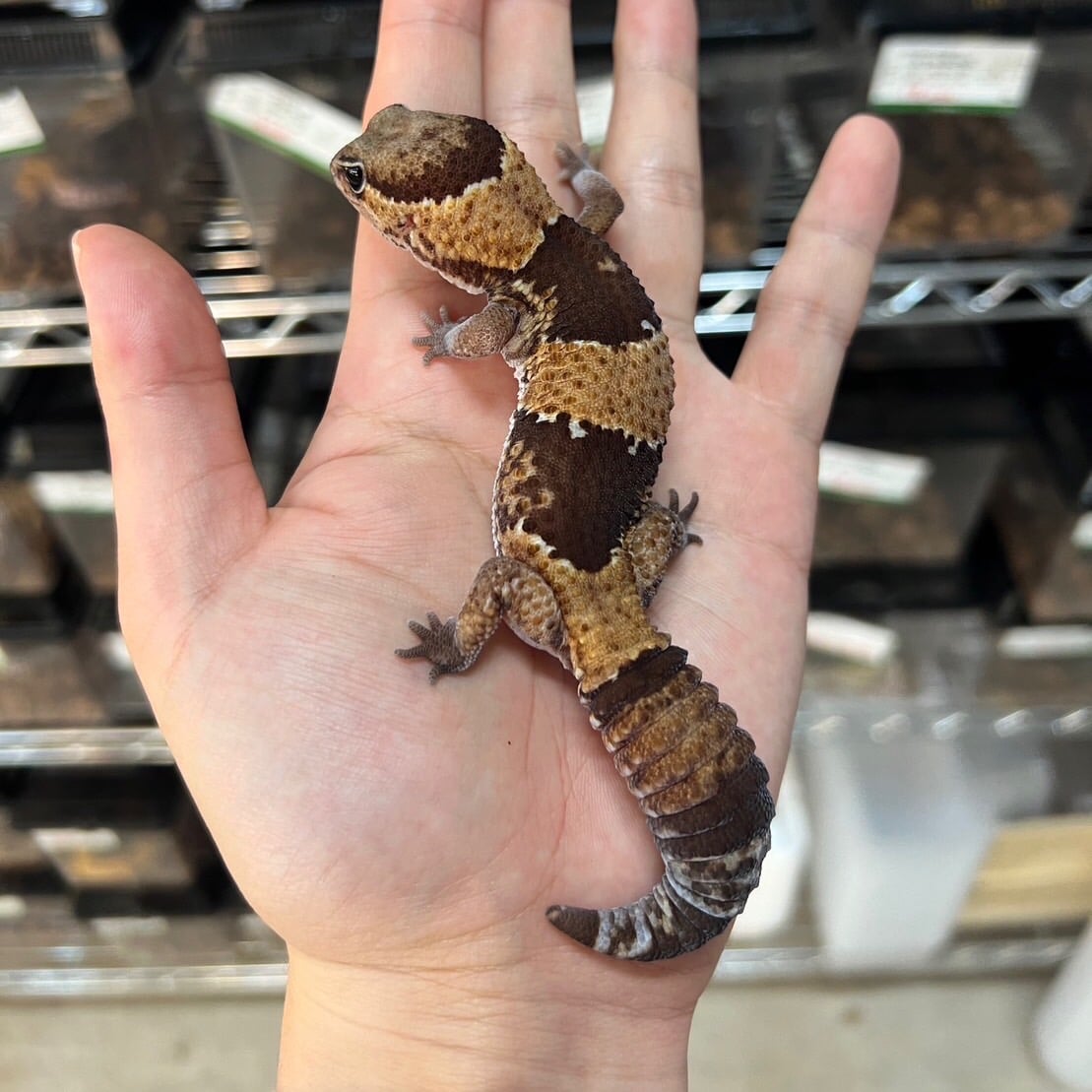 ニシアフリカトカゲモドキ ノーマルhetアメル