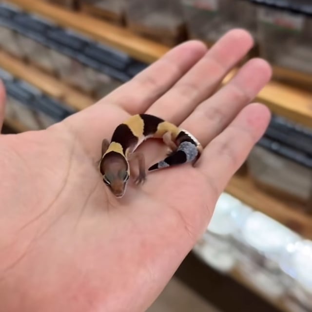 Hetアメルパターンレス
