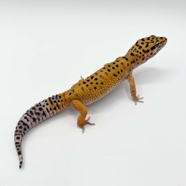 タンジェリン