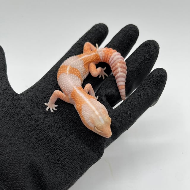 アメルhetキャラメルズールー