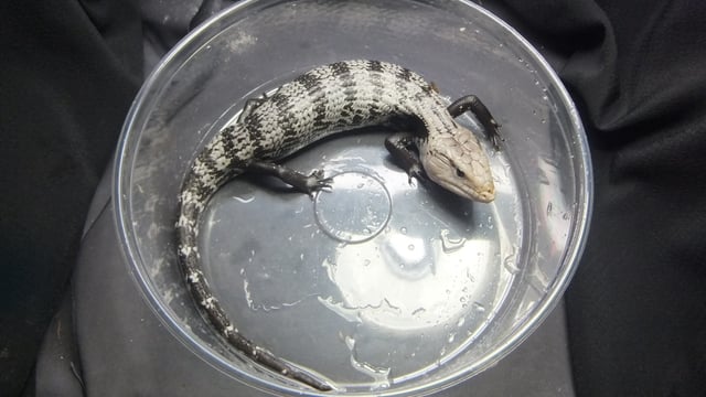 アオジタトカゲ