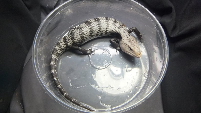 アオジタトカゲ