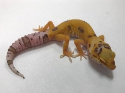 ベルアルビノエニグマ