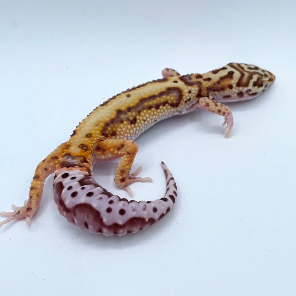 ヒョウモントカゲモドキ ベルボールド