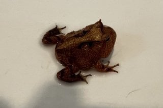 オレンジ