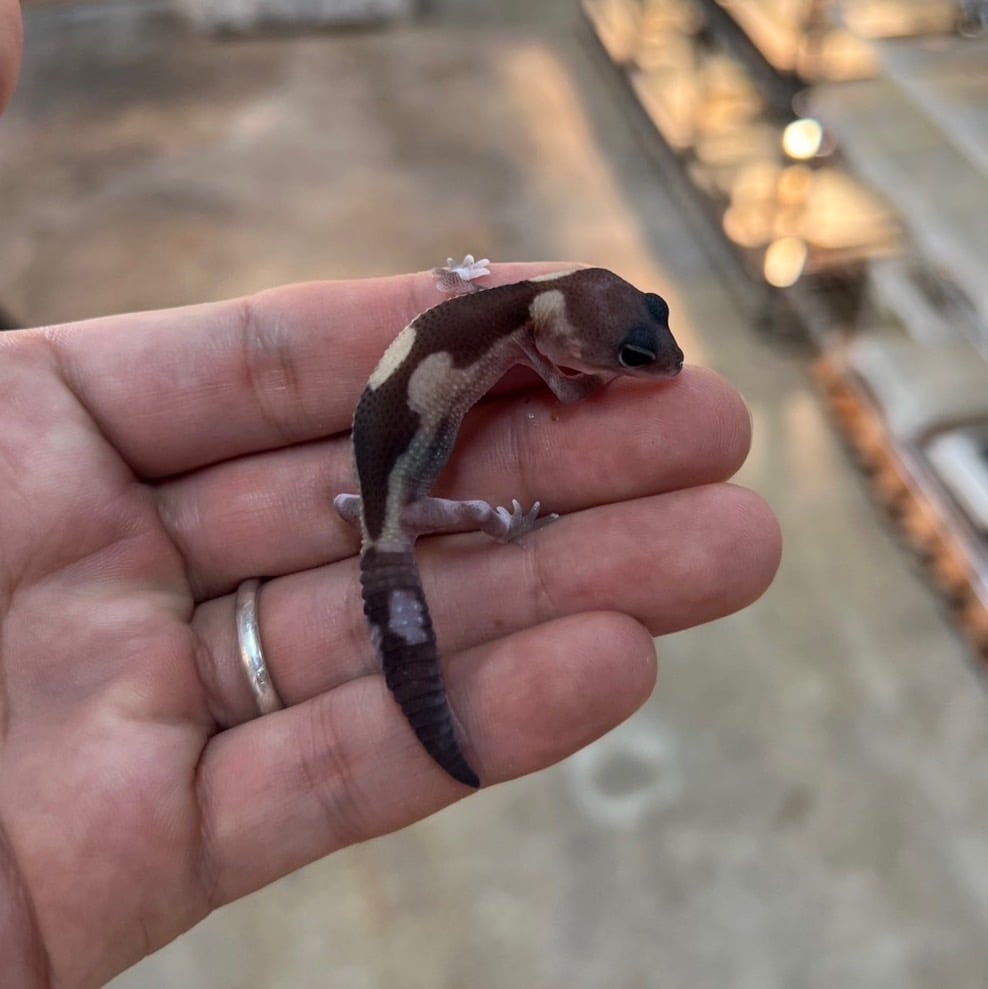 ニシアフリカトカゲモドキ ズールー66%hetアメル