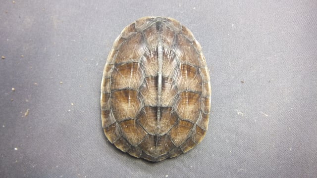 ミナミイシガメ