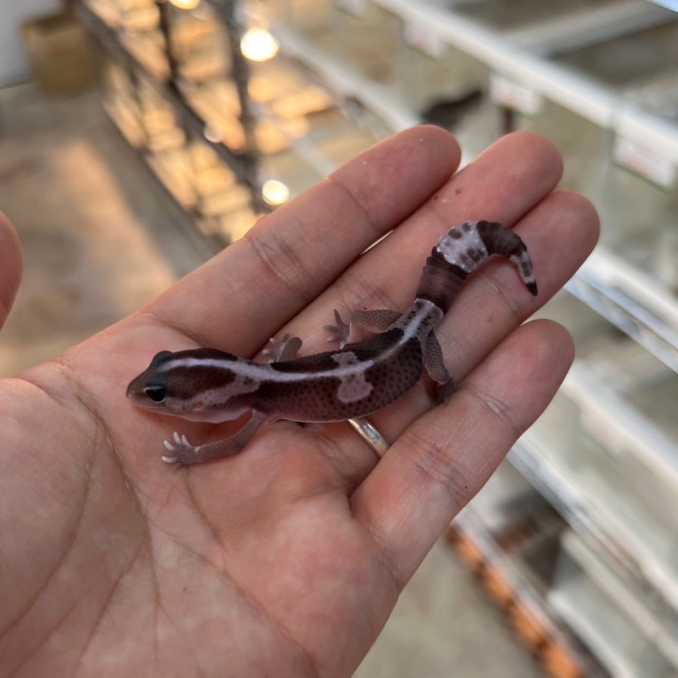 ニシアフリカトカゲモドキ オレオゼロhetゴーストパターンレス