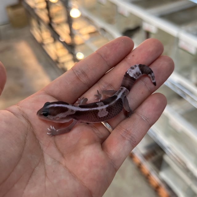 オレオゼロhetゴーストパターンレス