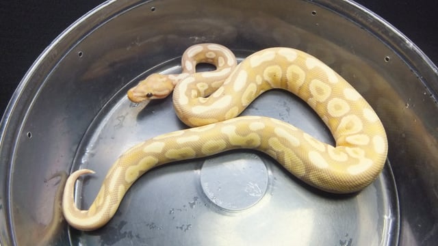 バナナモハべヘテロクラウン