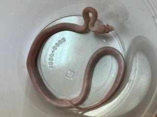 コーンスネーク ブリザード