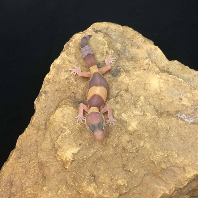 アメル