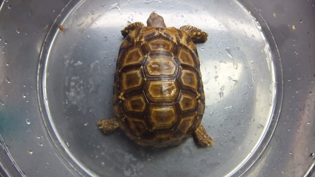 ベルセオレガメ
