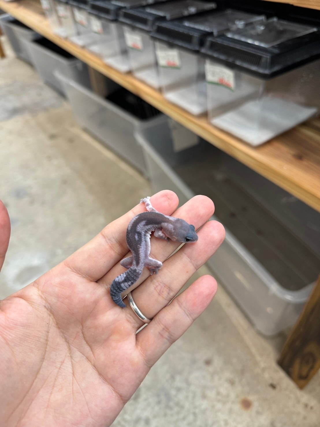ニシアフリカトカゲモドキ オレオズールーhetゴースト