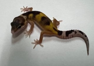 ヒョウモントカゲモドキ スーパーハイポタンジェリン