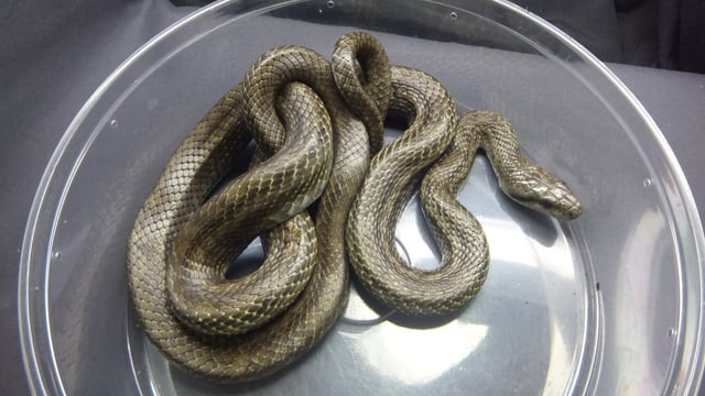 アオダイショウ