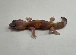 アメル
