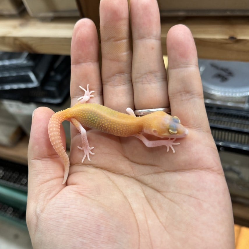 ヒョウモントカゲモドキ ラプター