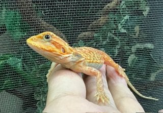 オレンジトランスルーセント