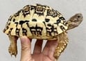 ヒョウモンリクガメ 