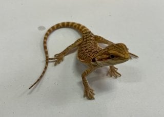 ハイポ