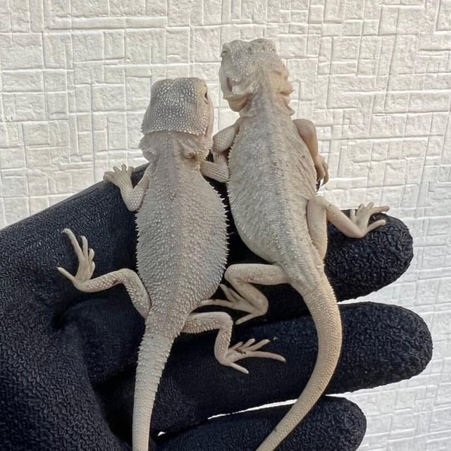 ハイポゼロ