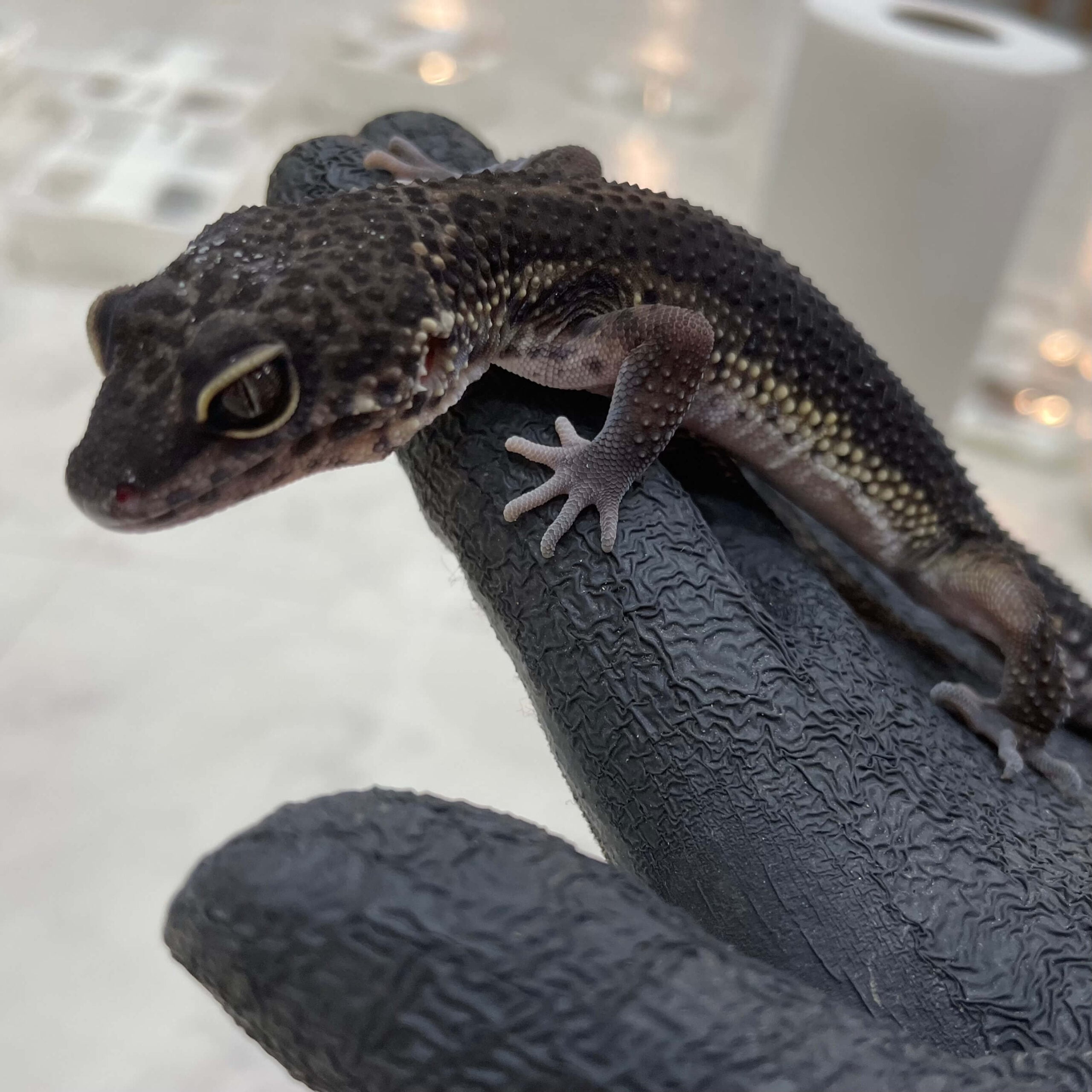 ヒョウモントカゲモドキ ブラックナイト