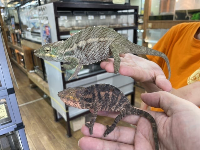 アンバト