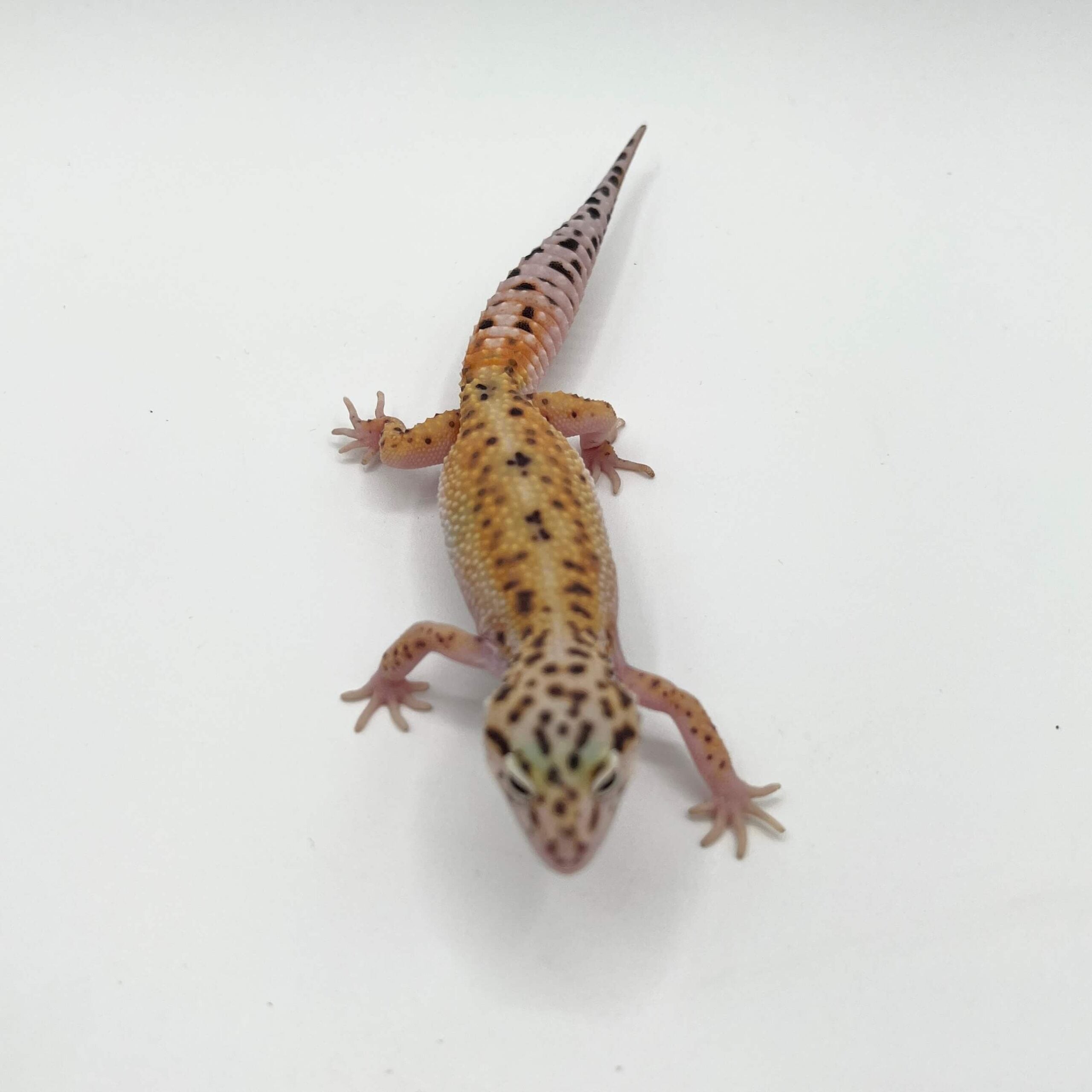 ヒョウモントカゲモドキ ボールドエメリンhetエクリプス