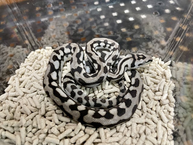 アザンティックジャガー