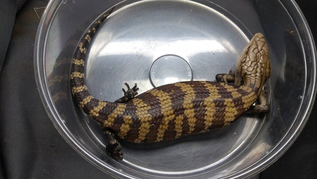 アオジタトカゲ