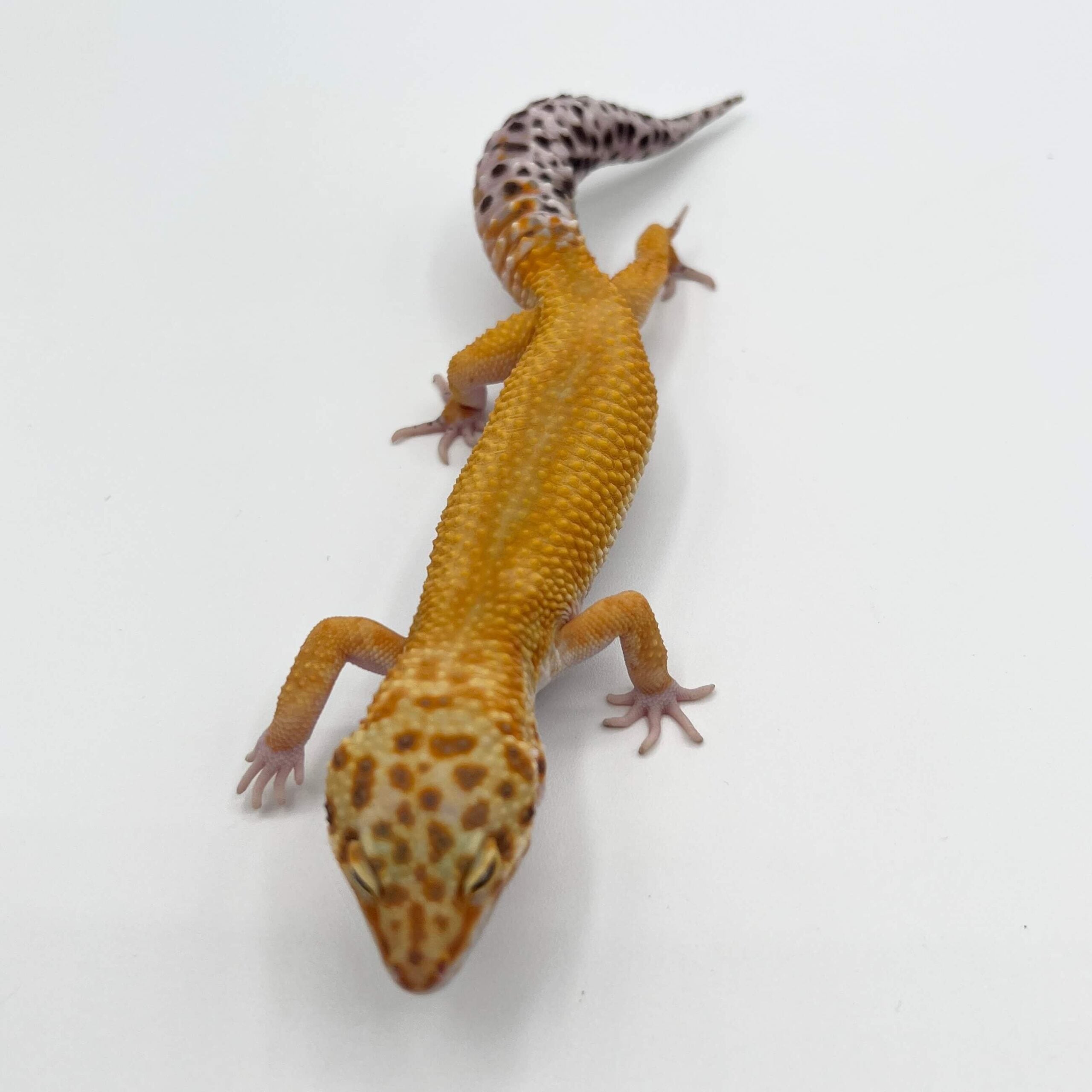 ヒョウモントカゲモドキ タンジェリン