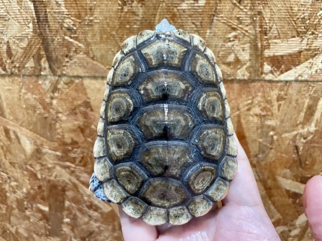 コンセントリック